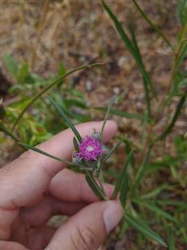 صورة Lessingianthus rubricaulis (Humb. & Bonpl.) H. Rob.