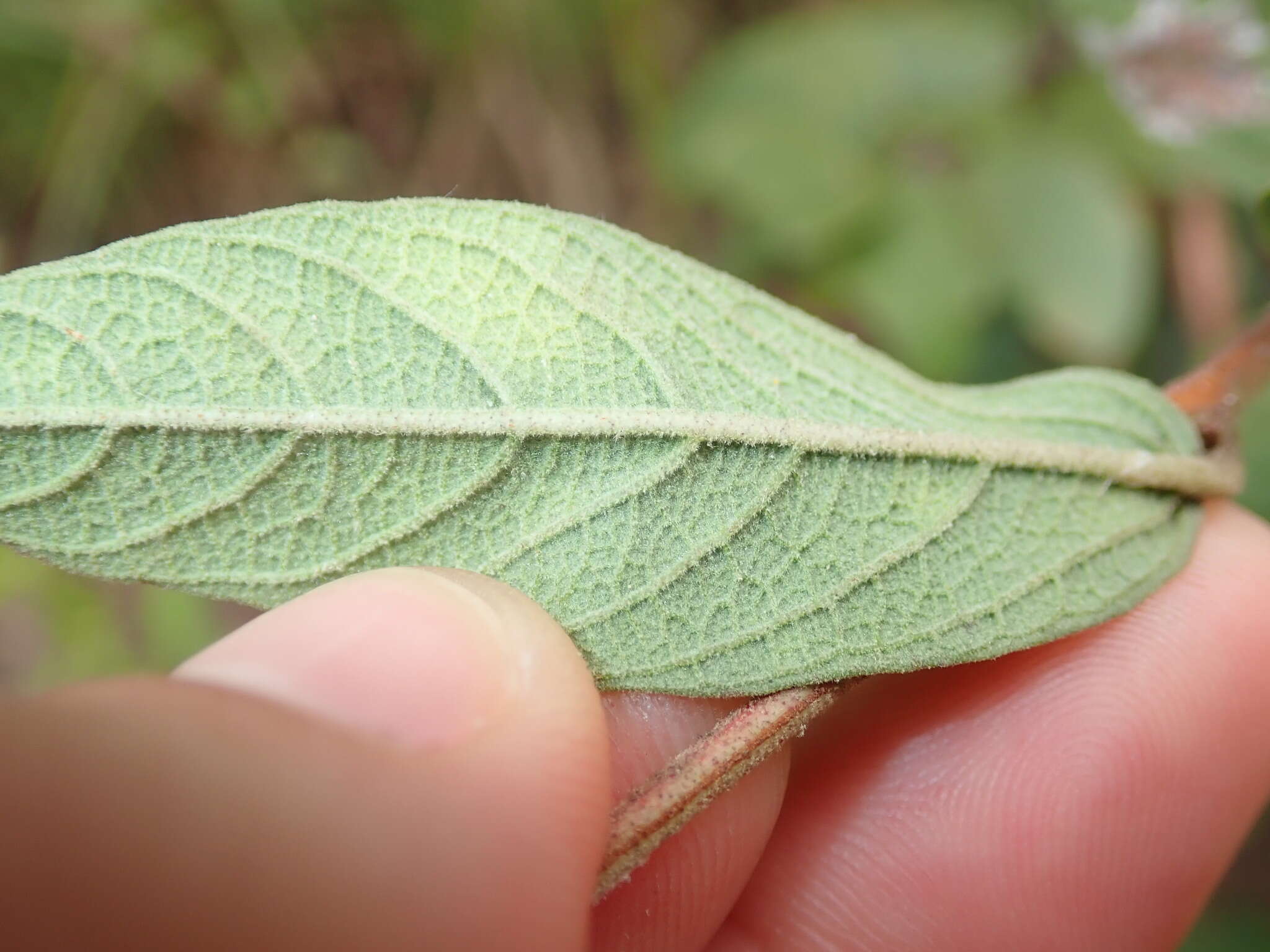 Image of Cienfuegosia affinis (Kunth) Hochr.