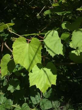 Image of Vitis koberi Ardenghi, Galasso, Banfi & Lastrucci