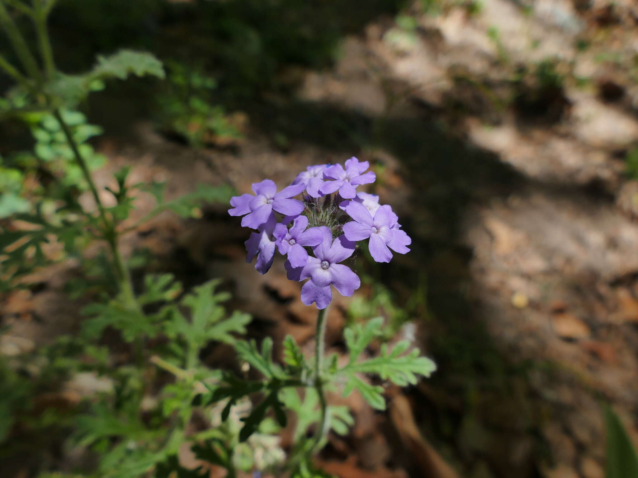 Image of Glandularia bipinnatifida var. latilobata (L. M. Perry) B. L. Turner