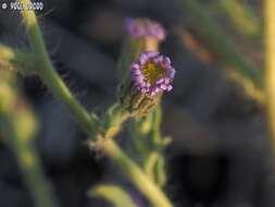 Imagem de Lachnophyllum noeanum Boiss.