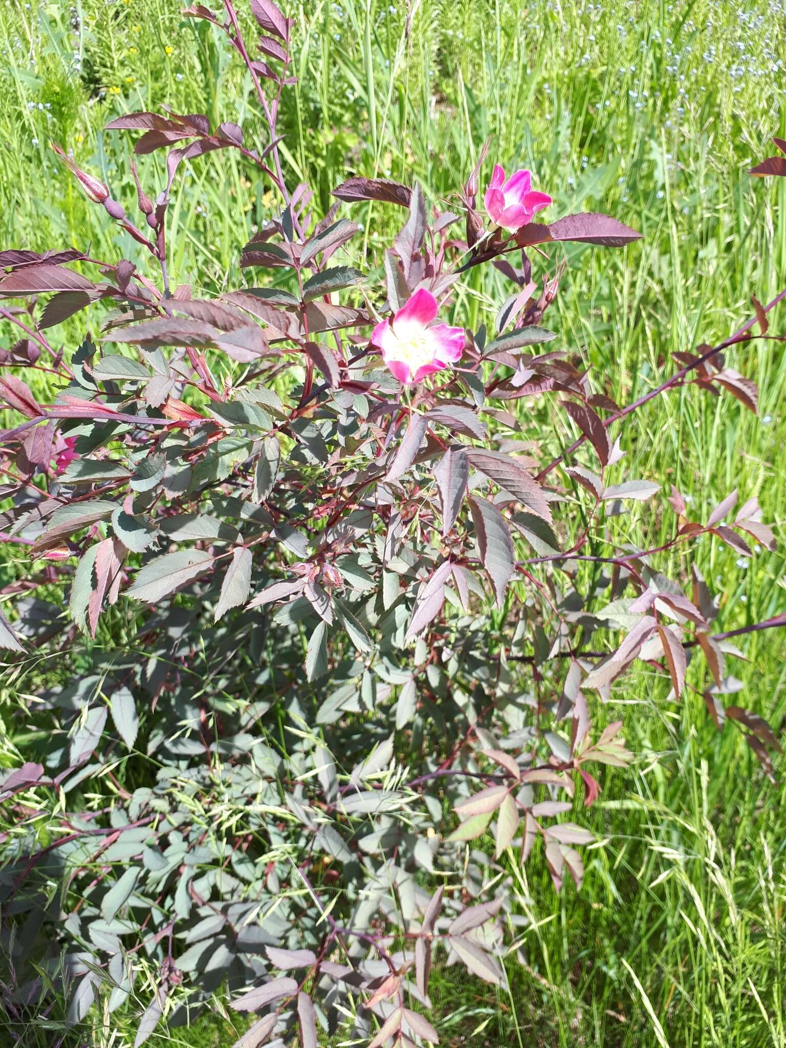 Plancia ëd Rosa glauca Pourret