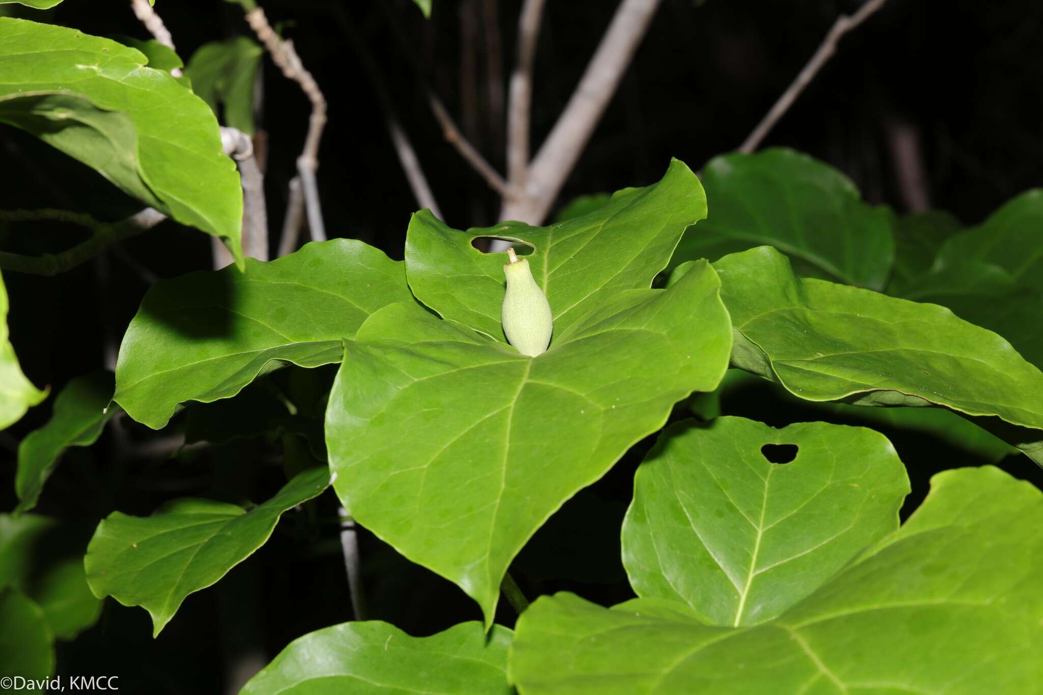 Image of Grevea madagascariensis Baill.