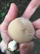 Image of Amanita crenulata Peck 1900