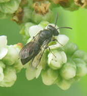 Imagem de Hylaeus difficilis (Perkins 1899)