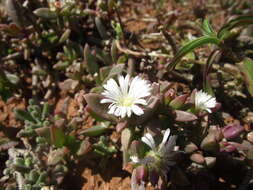 Image of Delosperma hollandii L. Bol.