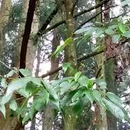 Image of Photinia beauverdiana C. K. Schneid.