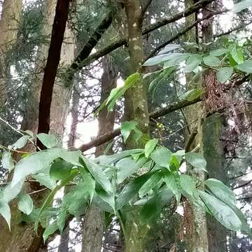 Слика од Photinia beauverdiana C. K. Schneid.