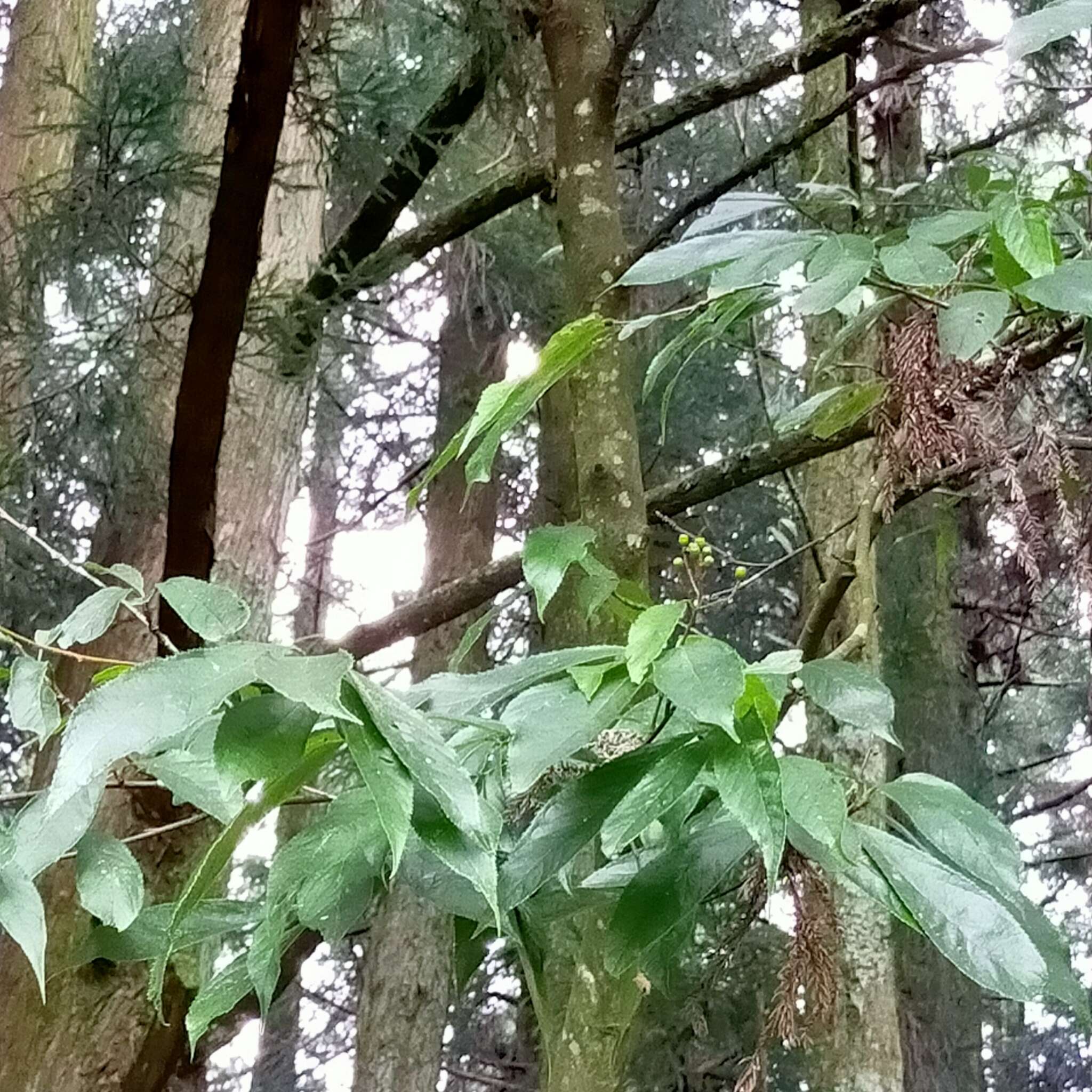 Photinia beauverdiana C. K. Schneid.的圖片