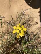 Image of Erysimum suffrutescens (Abrams) Rossbach