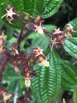 Image of Miconia australis