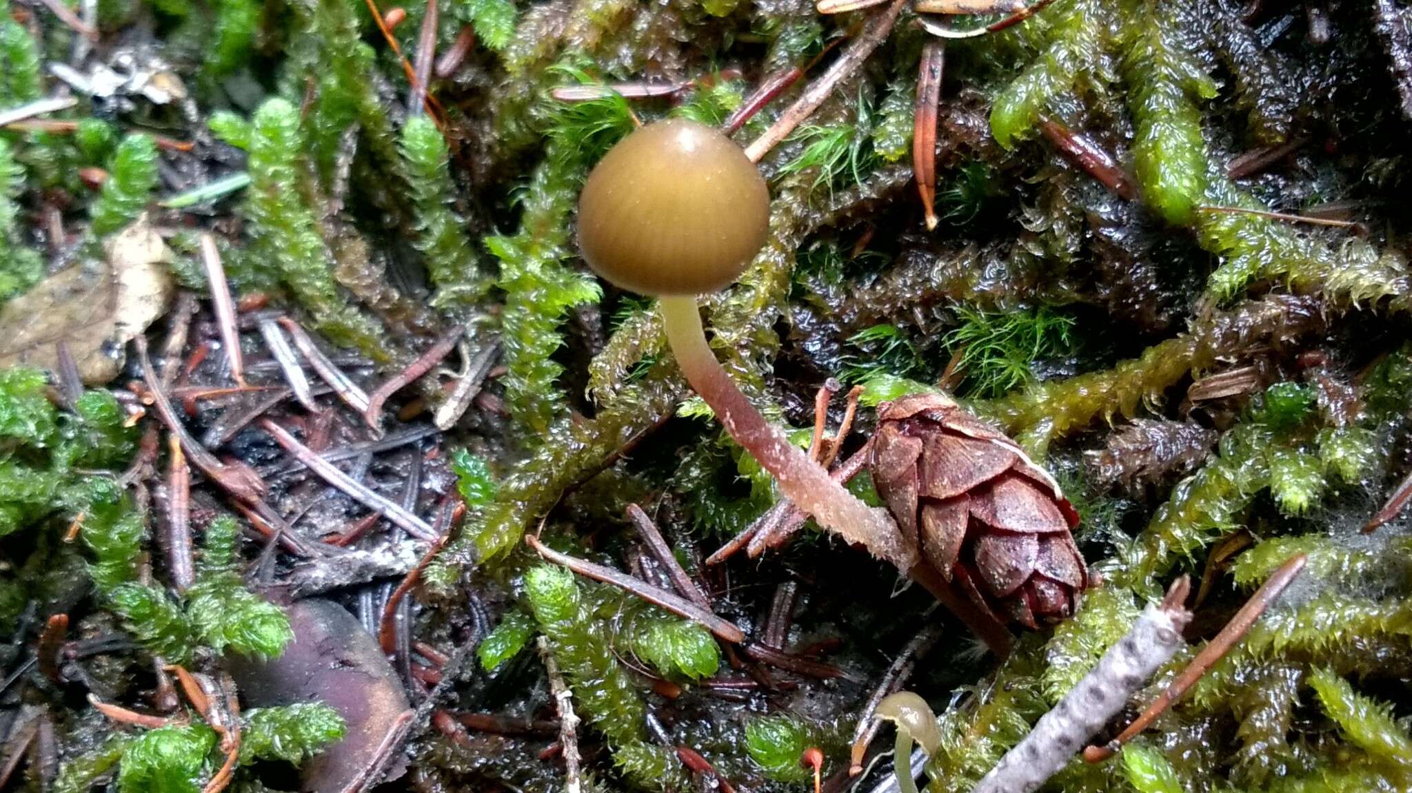 Sivun Mycena nivicola B. A. Perry & Desjardin 2016 kuva