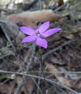 Image of Small waxlip orchid