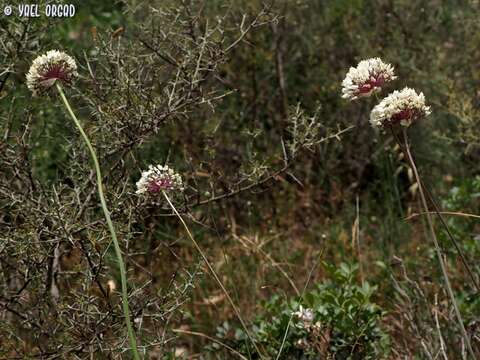 Image of Allium carmeli Boiss.