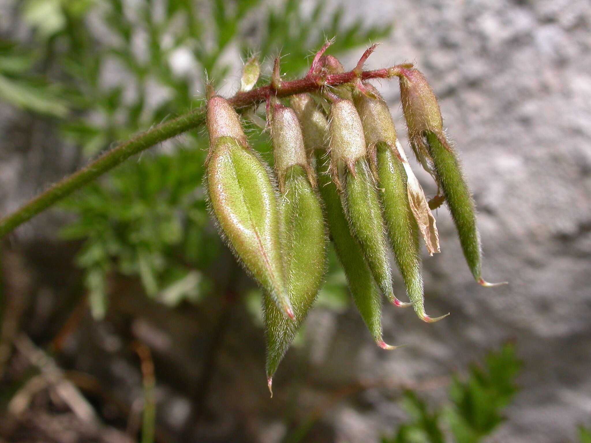 Image of Oxytropis neglecta Ten.