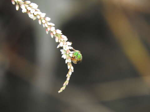 Image of Honey-bellied Agapostemon