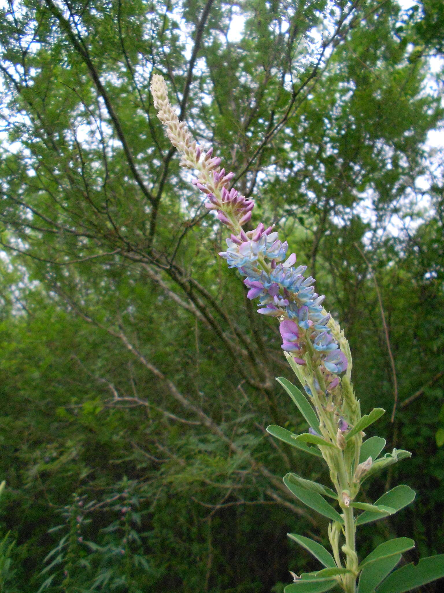 Imagem de Desmodium cuneatum Hook. & Arn.