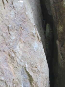 Image of Black Lava Lizard