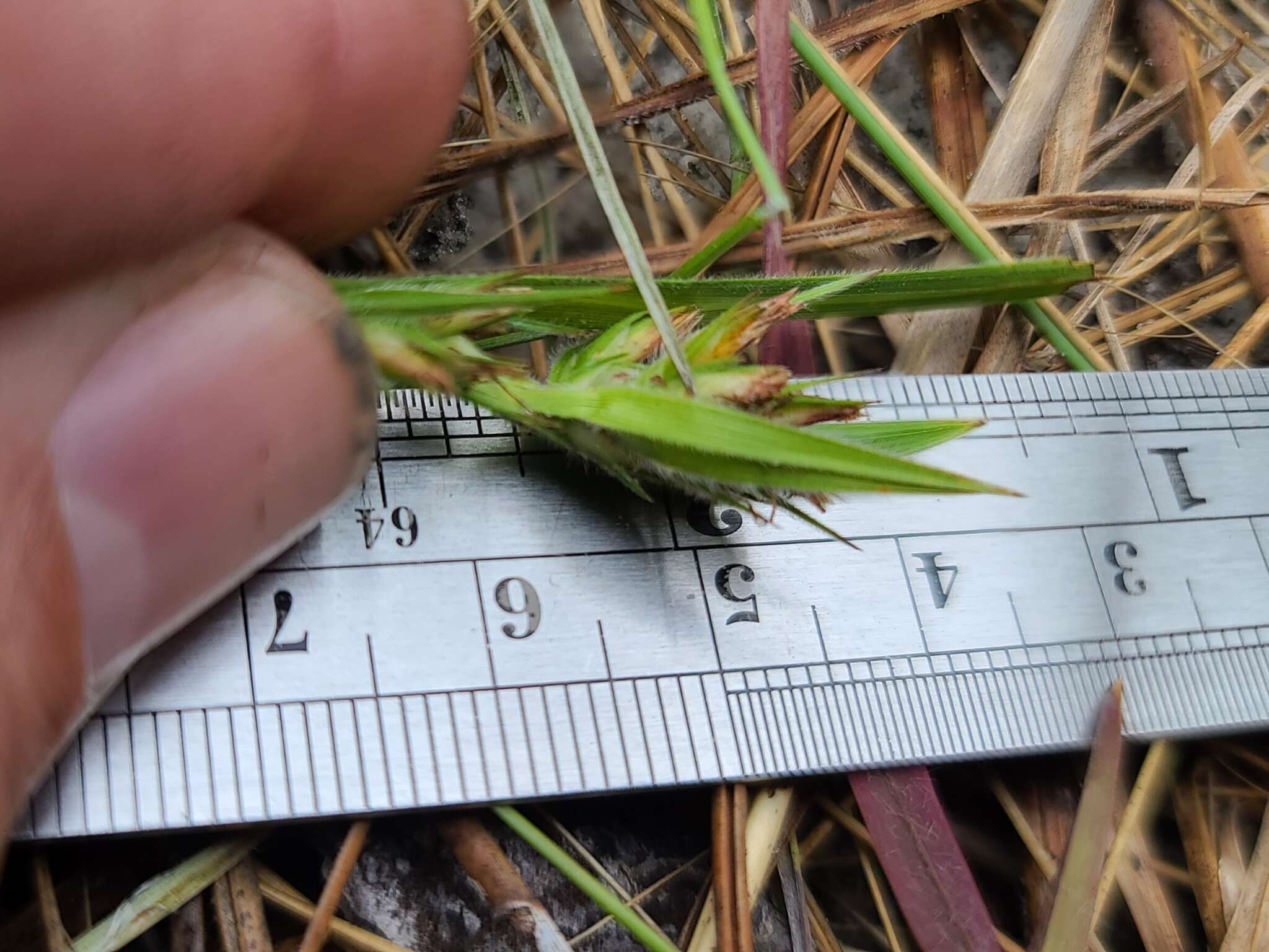 Image of Fringed Nut-Rush