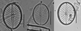 Image of Cavinula scutelloides (W. Smith) Lange-Bertalot 1996