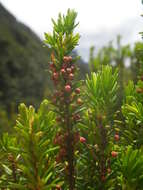 صورة Erica platycodon subsp. platycodon