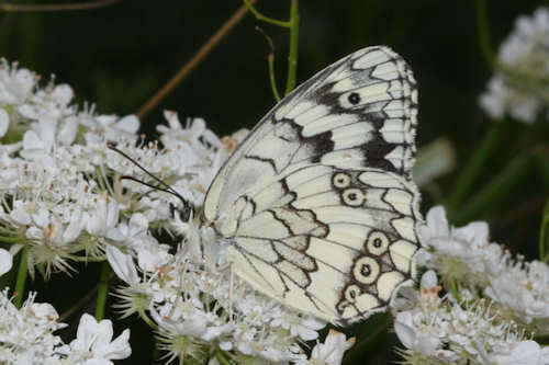 Image of Melanargia larissa Hübner 1827