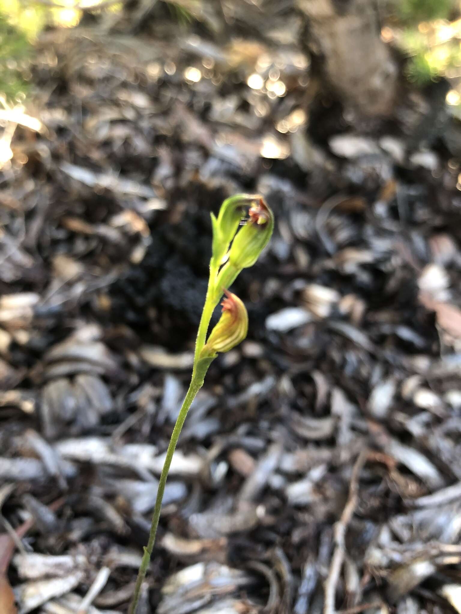 Слика од Pterostylis rubescens (D. L. Jones) G. N. Backh.