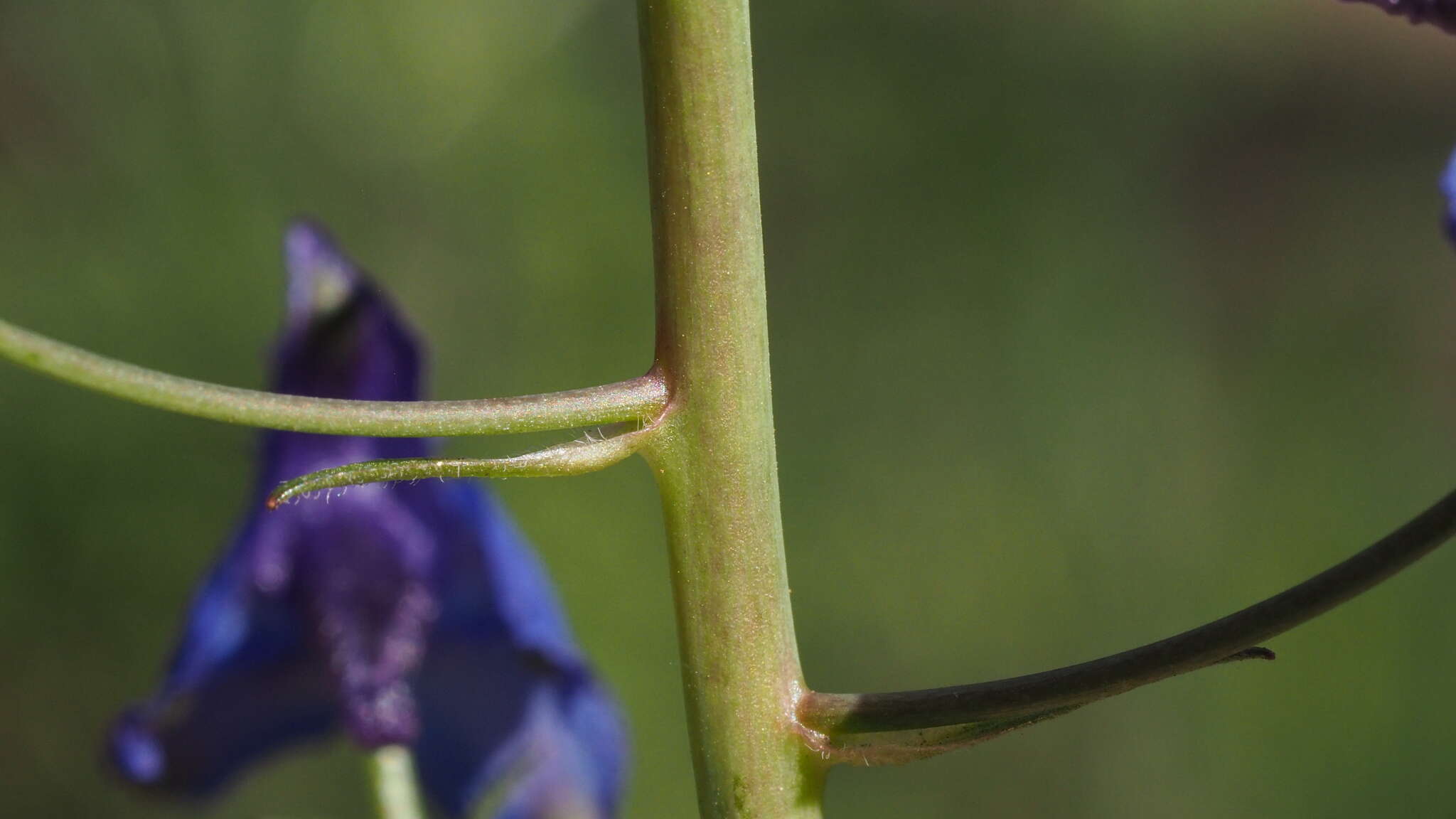 Delphinium patens subsp. hepaticoideum Ewan的圖片