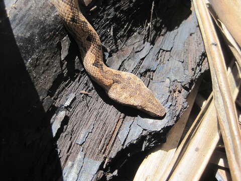 Image of Solomon Island Ground boa