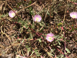 Plancia ëd Clarkia davyi (Jepson) H. & M. Lewis