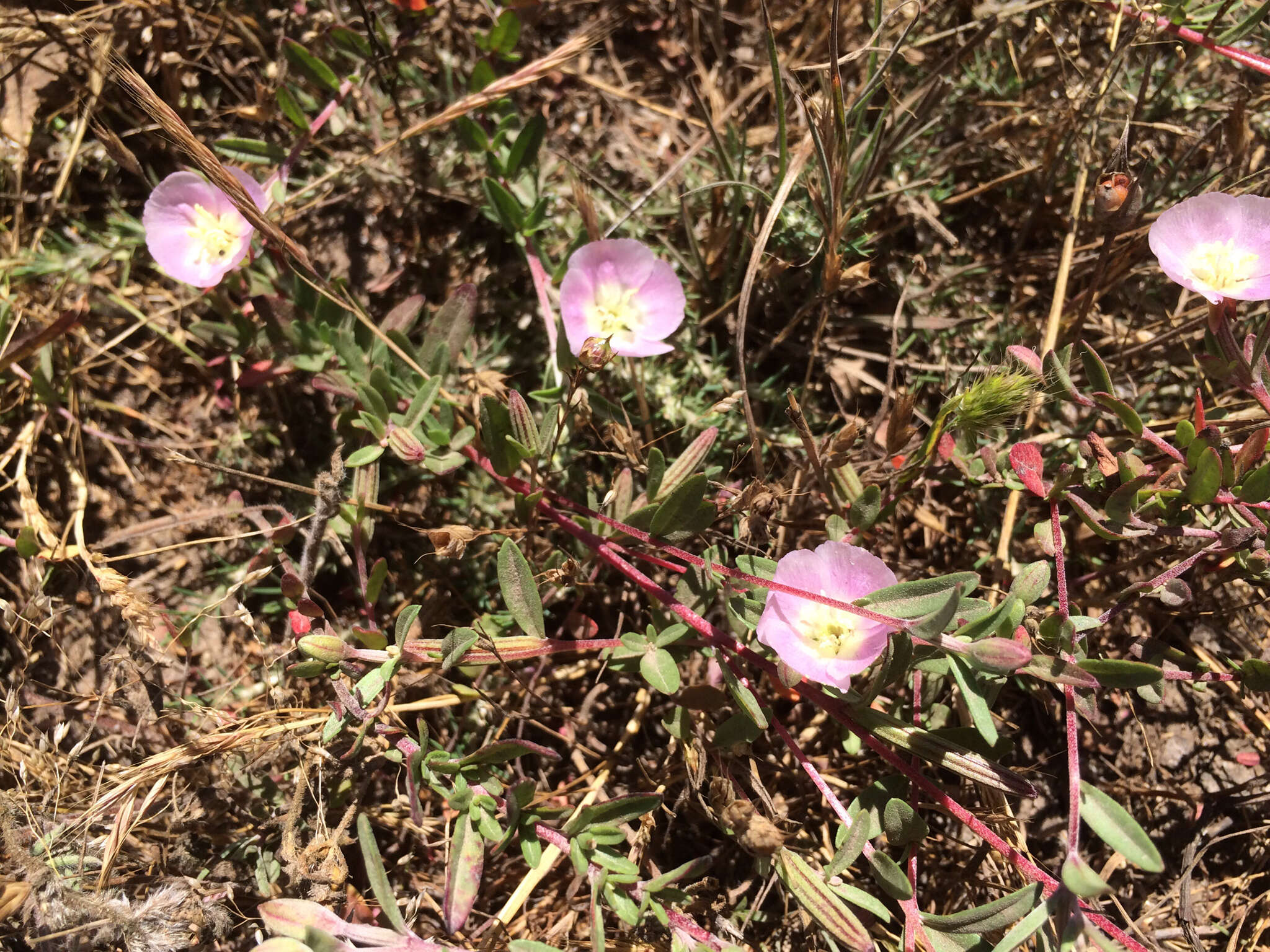 Image of Davy's clarkia