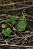 Neottia auriculata (Wiegand) Szlach. resmi