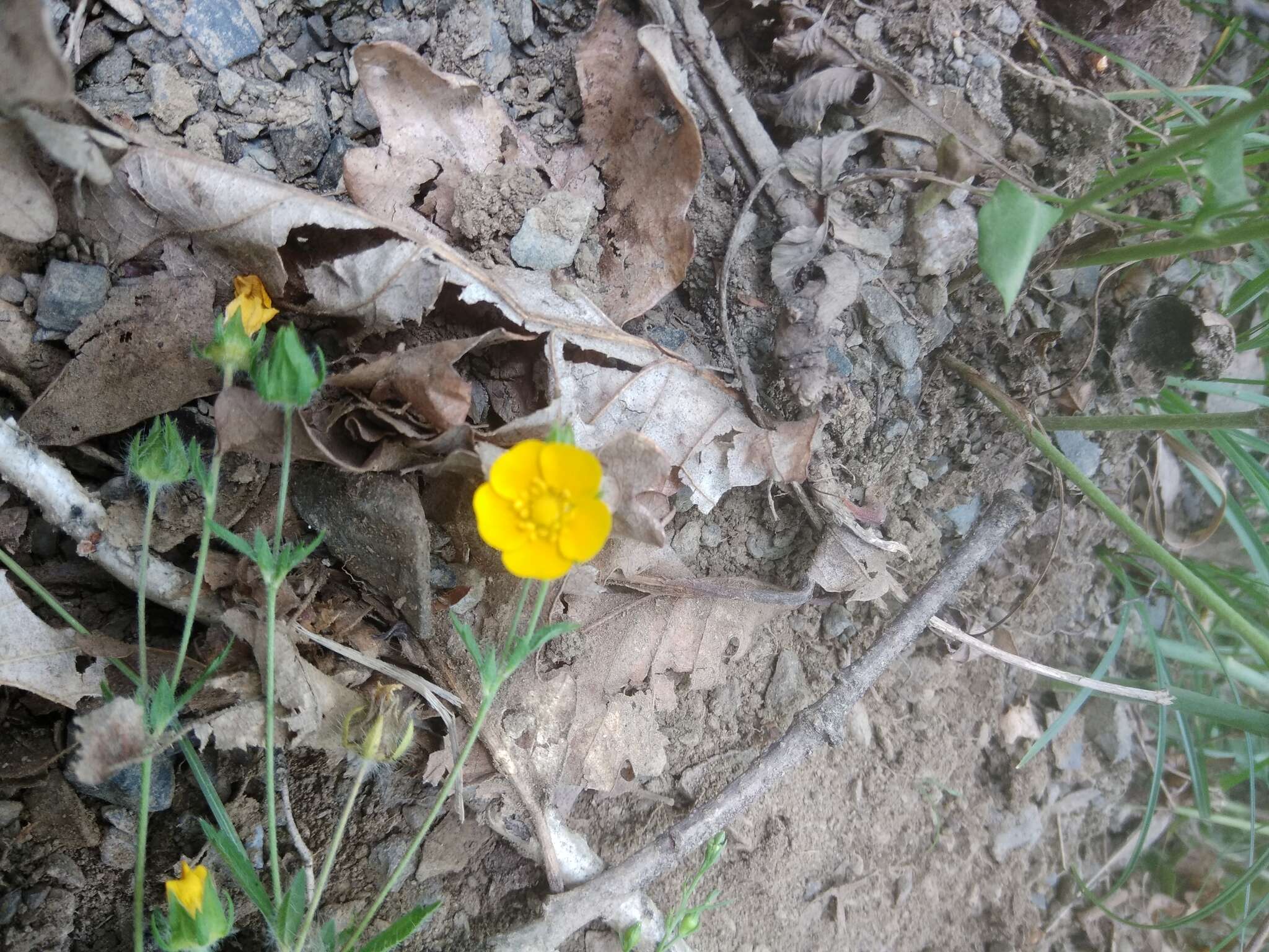 Image of Potentilla divaricata DC.