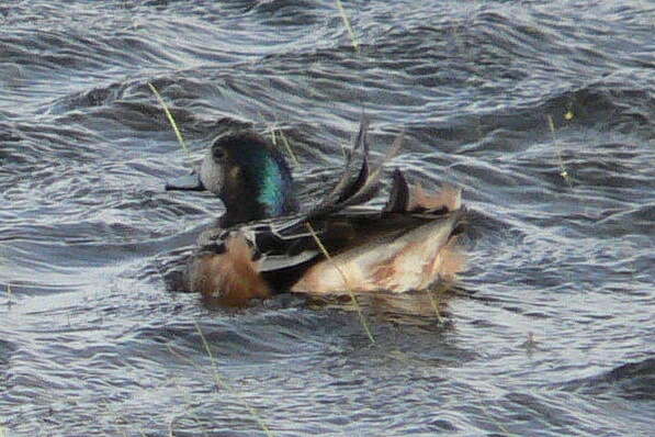 Image of Chiloe Wigeon