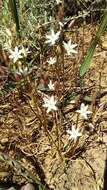 Image of Ornithogalum hispidum Hornem.