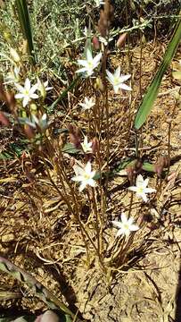 Image of Ornithogalum hispidum Hornem.