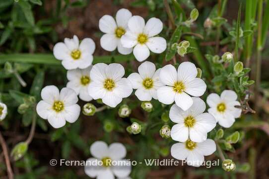 صورة Arenaria montana subsp. montana