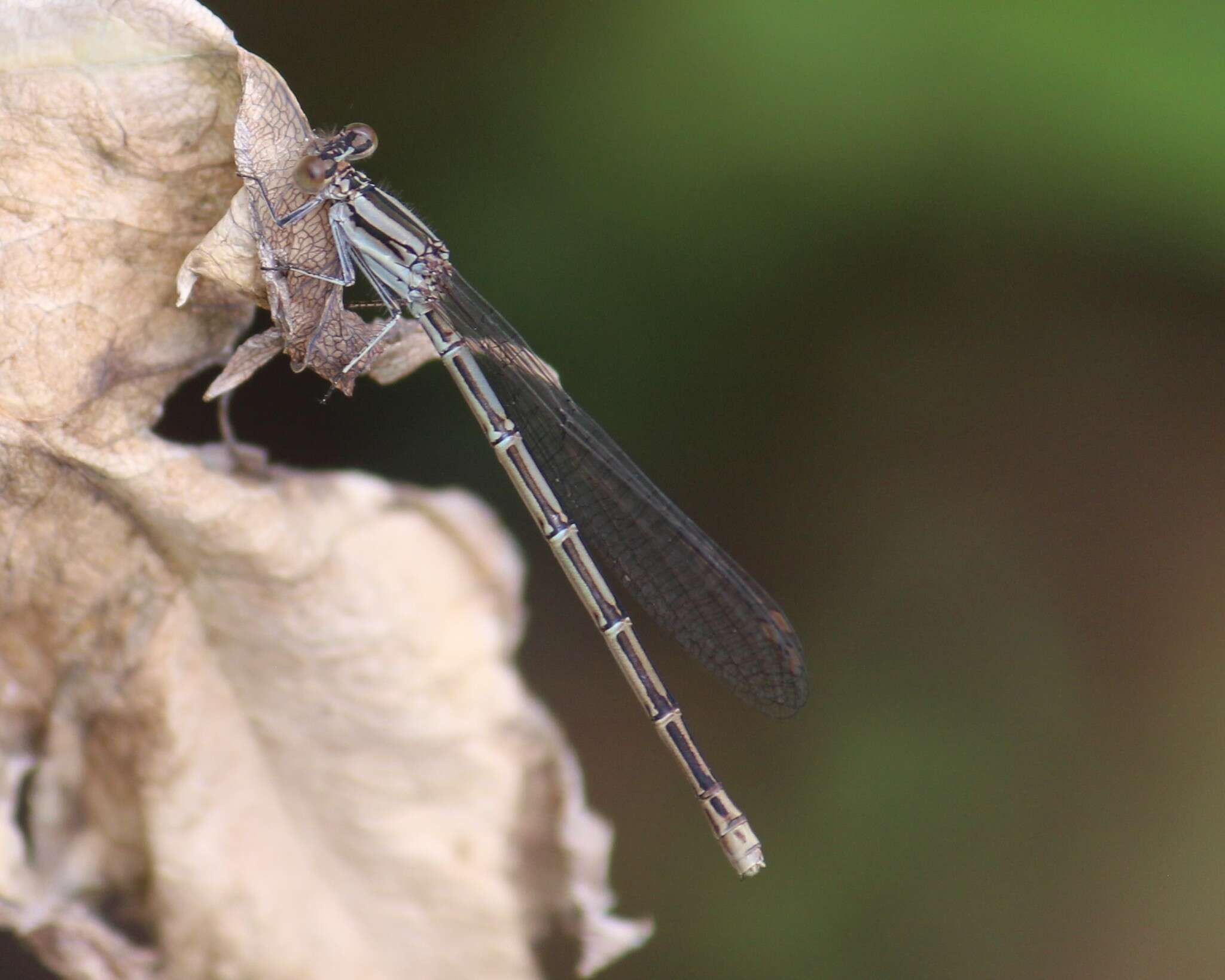 Image of Variable Dancer