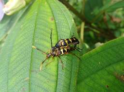 Image of Leptura taranan (Kano 1933)