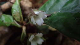 Imagem de Napeanthus bracteatus C. V. Morton