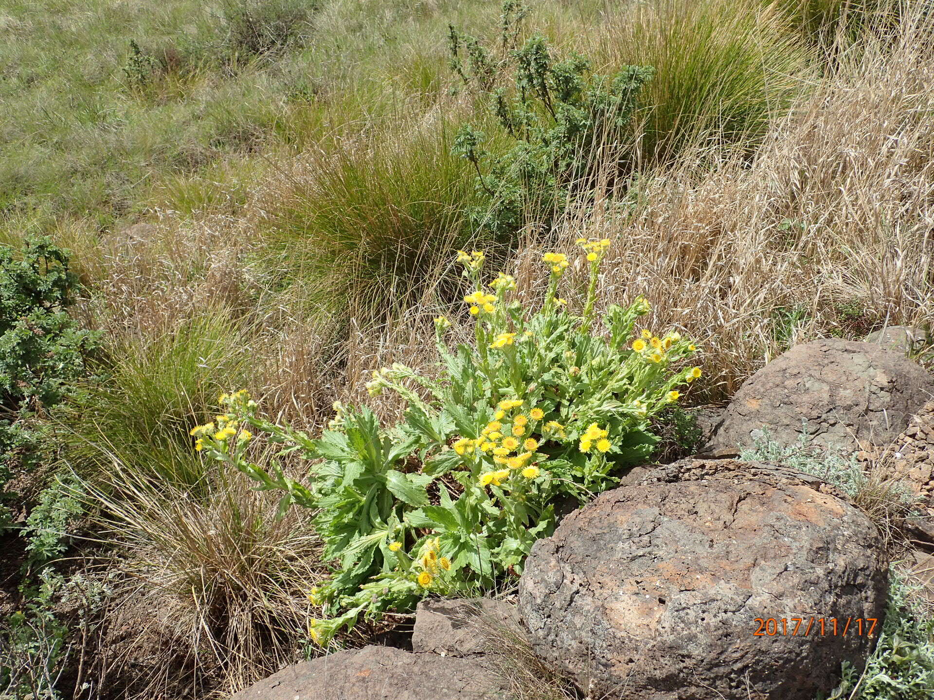 Helichrysum tenax M. D. Henderson resmi