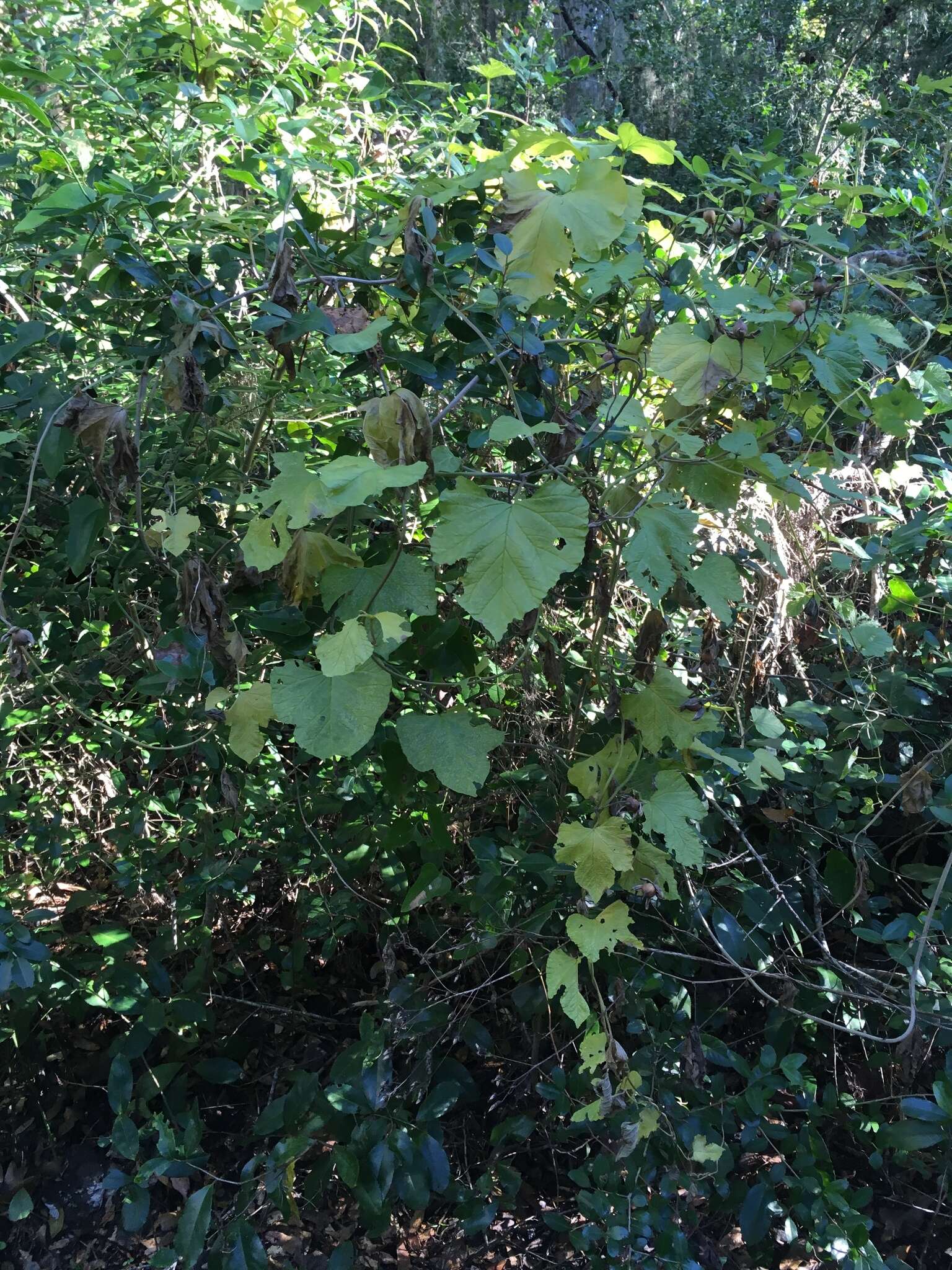 Image of largeroot morning-glory