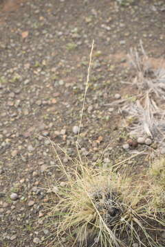Image of Stipagrostis ciliata var. capensis (Trin. & Rupr.) De Winter