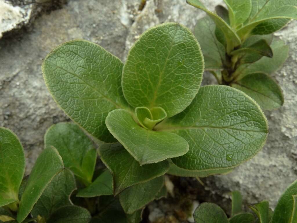 Image de Coprosma serrulata Hook. fil. ex Buchanan