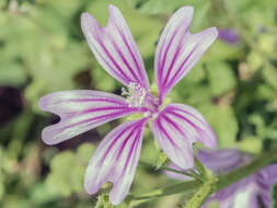 <i>Malva <i>sylvestris</i></i> subsp. sylvestris的圖片