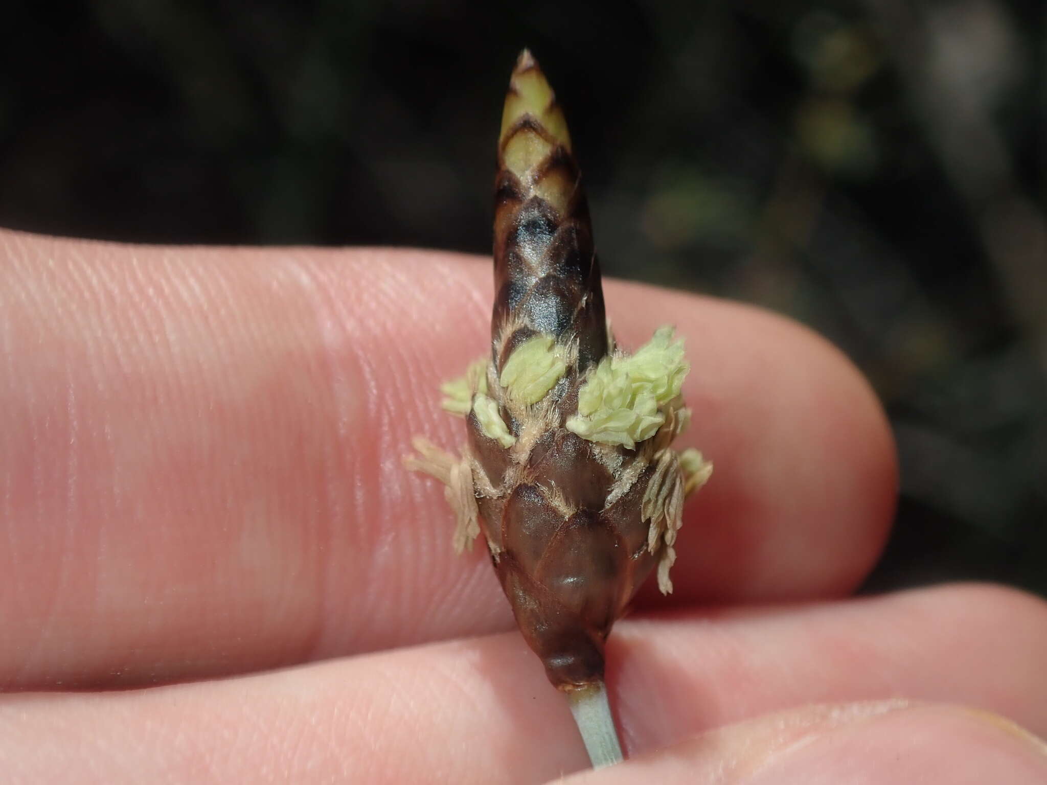 Image of Ecdeiocolea monostachya F. Muell.