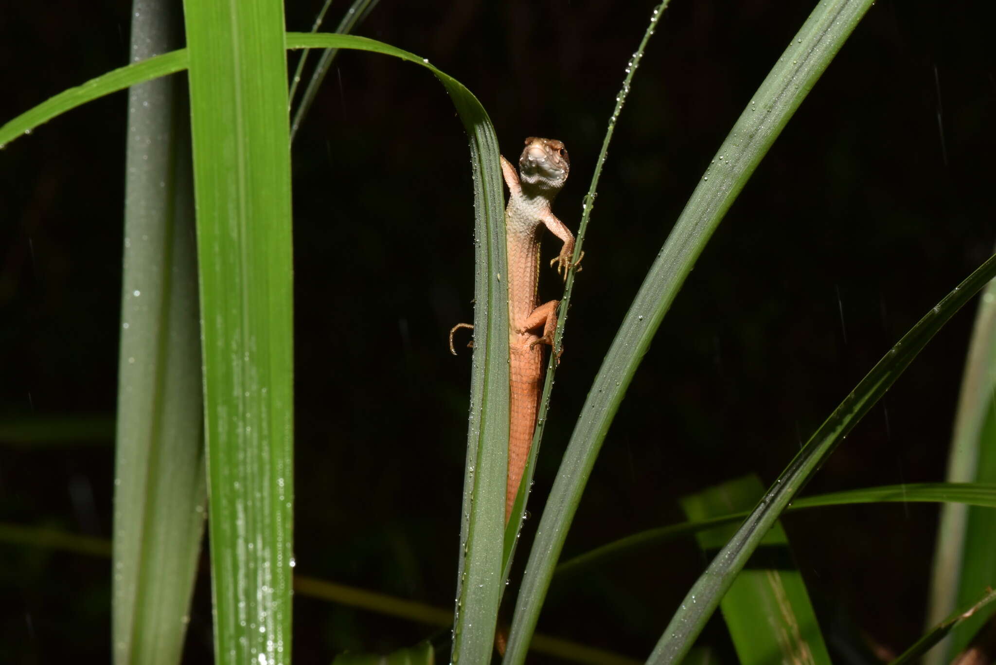 Image de Takydromus viridipunctatus Lue & Lin 2008