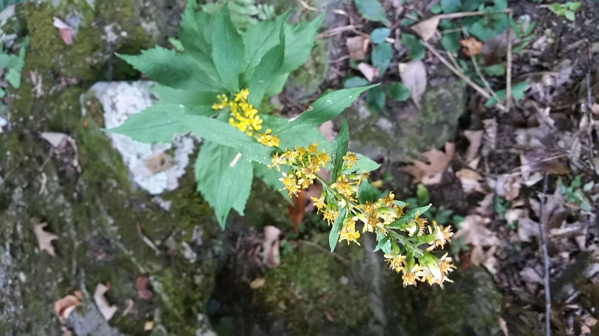 Image of mountain decumbent goldenrod