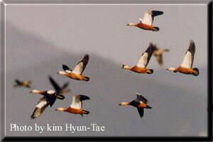 Image of Ruddy Shelduck