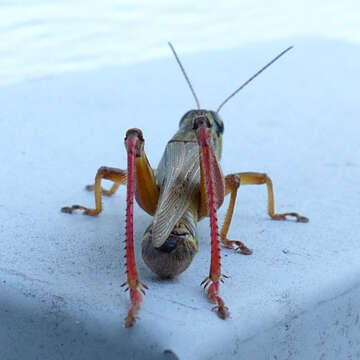 Image of Red-legged Grasshopper